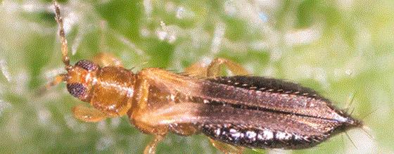 Thrips: a threat to your crops