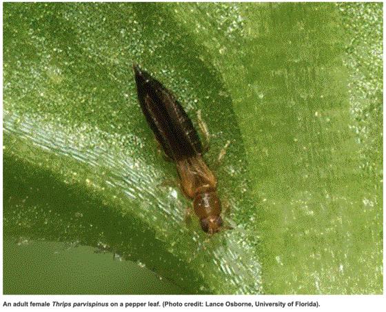 Warning: New Invasive Thrips Species; Phyto Tips